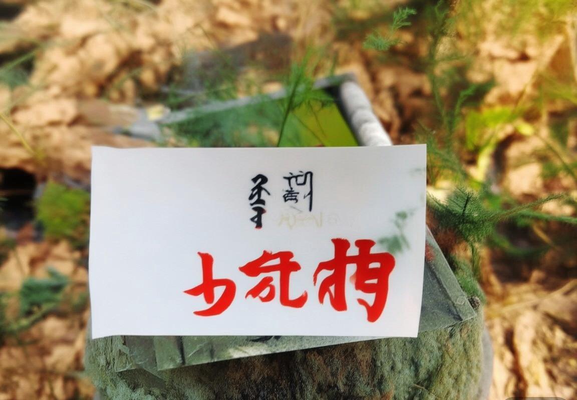 多米尼加与日本体育竞技对决：文化背景、团队实力与未来展望对比(图2)